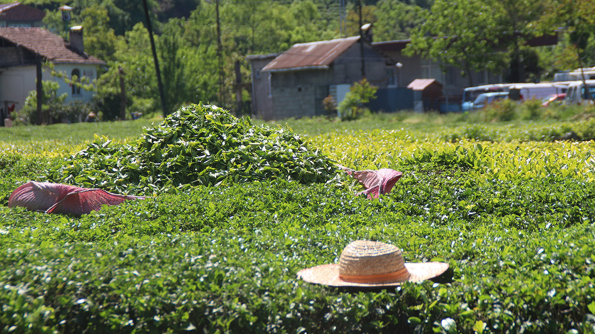 Karadeniz'de yağışlar azaldı, çayda rekolte düştü