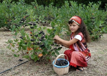 Karadeniz'in yeni meyvesi aronya için hasat zamanı