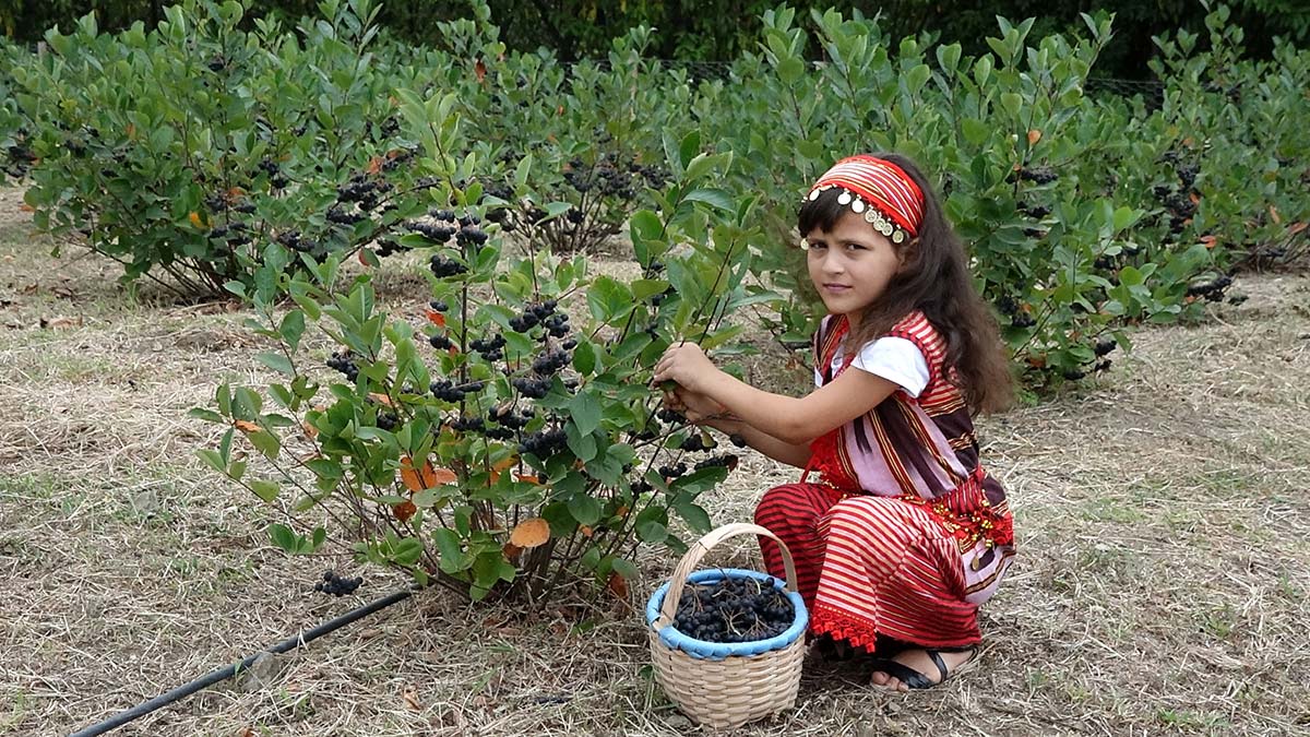 Karadeniz'in yeni meyvesi aronya için hasat zamanı