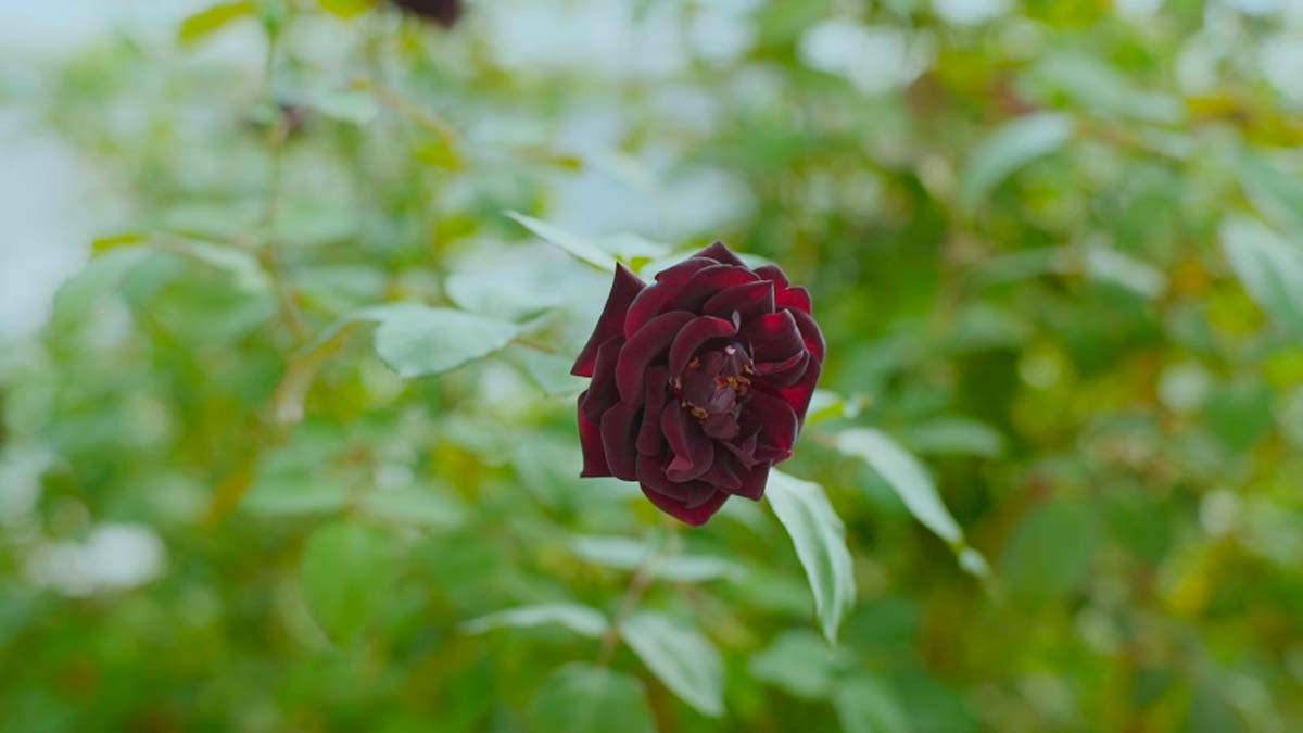 'Karagül mayası gözaltı morluklarına iyi geliyor'  