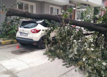 Kocaeli'nde şiddetli rüzgar; ağaç devrildi
