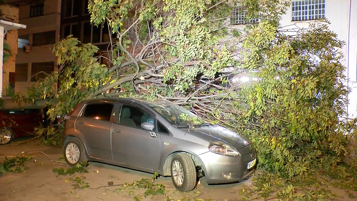 Kökü sökülen ağaç 3 otomobilin üstüne devrildi