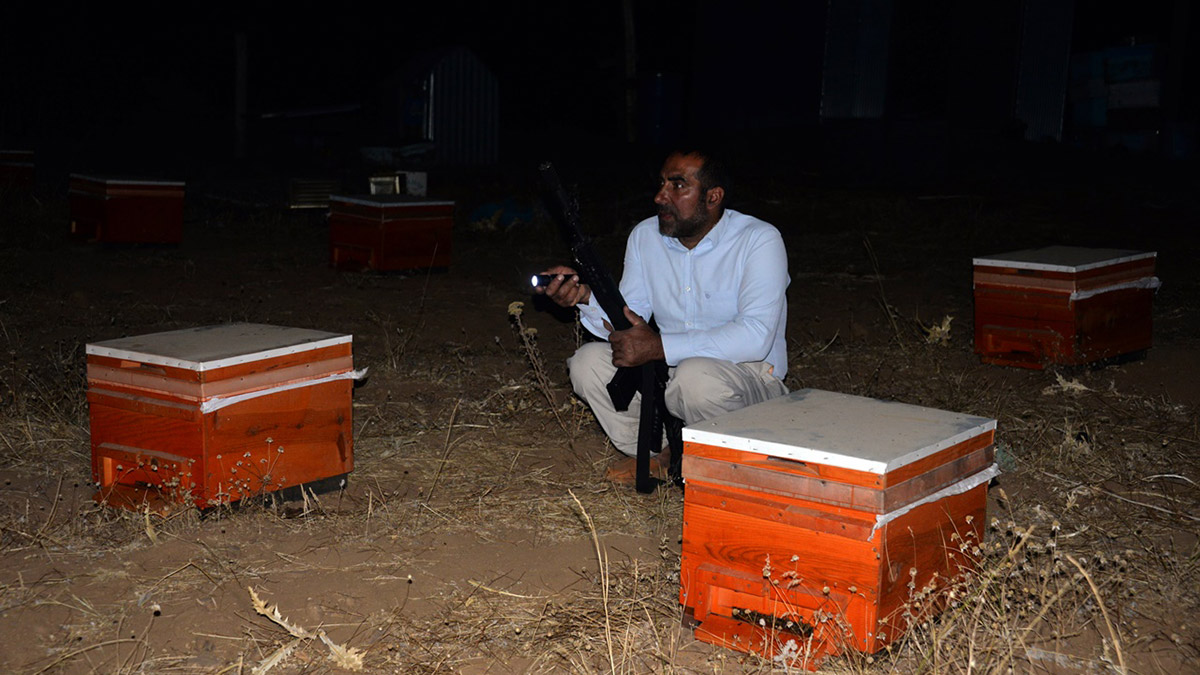 Kovanlara ayı saldırısına karşı silahlı nöbet