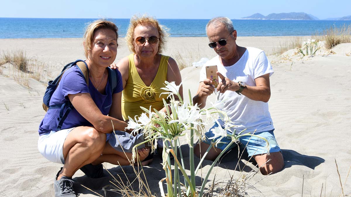 Kum zambakları Demre sahillerinde çiçek açtı