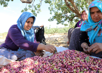 Kuraklık nedeniyle Antep fıstığında rekolte düştü
