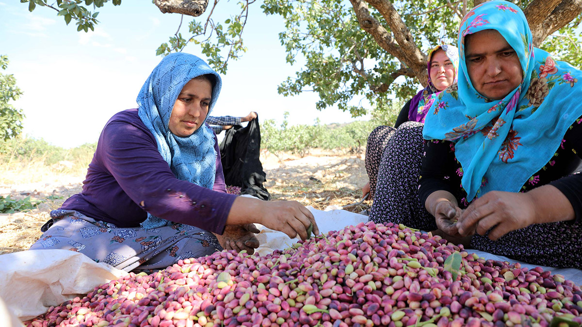 Kuraklık nedeniyle Antep fıstığında rekolte düştü