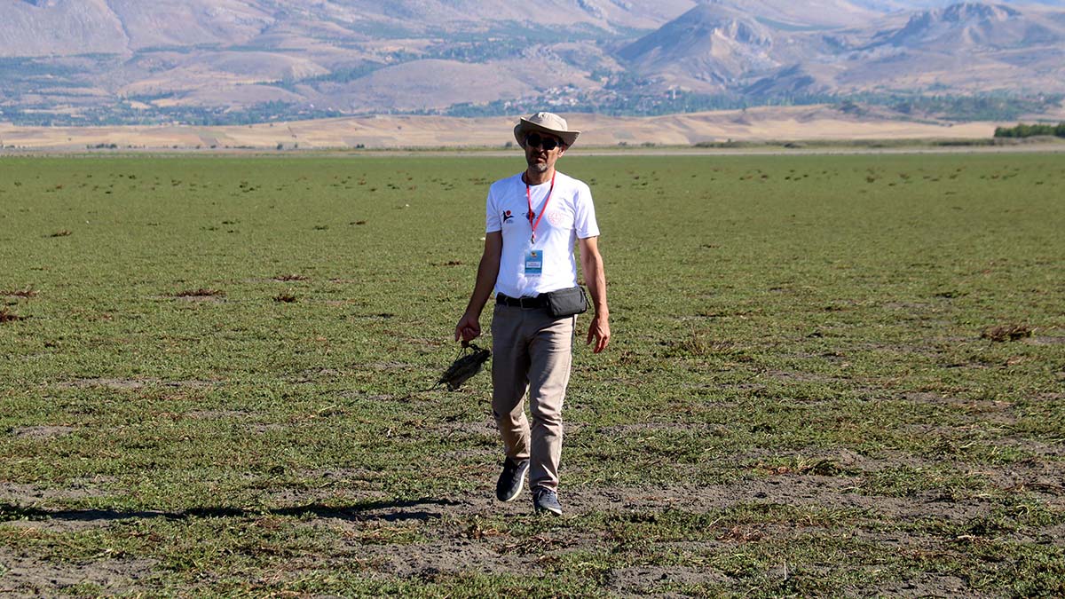 Kuruyan Karataş Gölü, koyunlara otlak oldu
