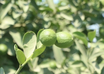 Limon hasadı başlamadan dalından satışa çıktı