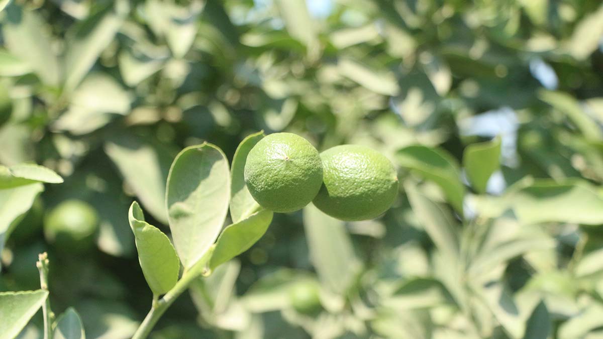 Limon hasadı başlamadan dalından satışa çıktı