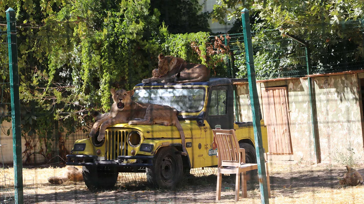 Mahalle arasindaki hayvanat bahcesi muhurlendi 1 - yaşam - haberton