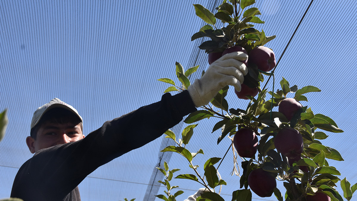 Niğde elması yurt dışına ihraç ediliyor