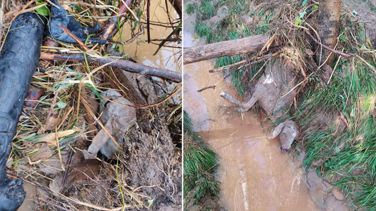 Niğde'de sele kapılan 75 küçükbaş öldü