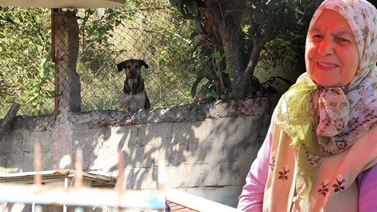 Ölü bulunan Hamide köpek saldırısına uğramış