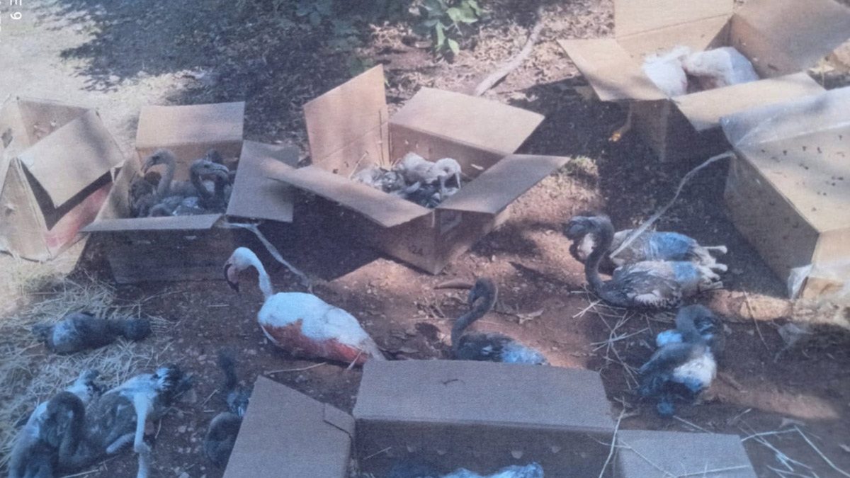 Para için flamingolara kıydılar