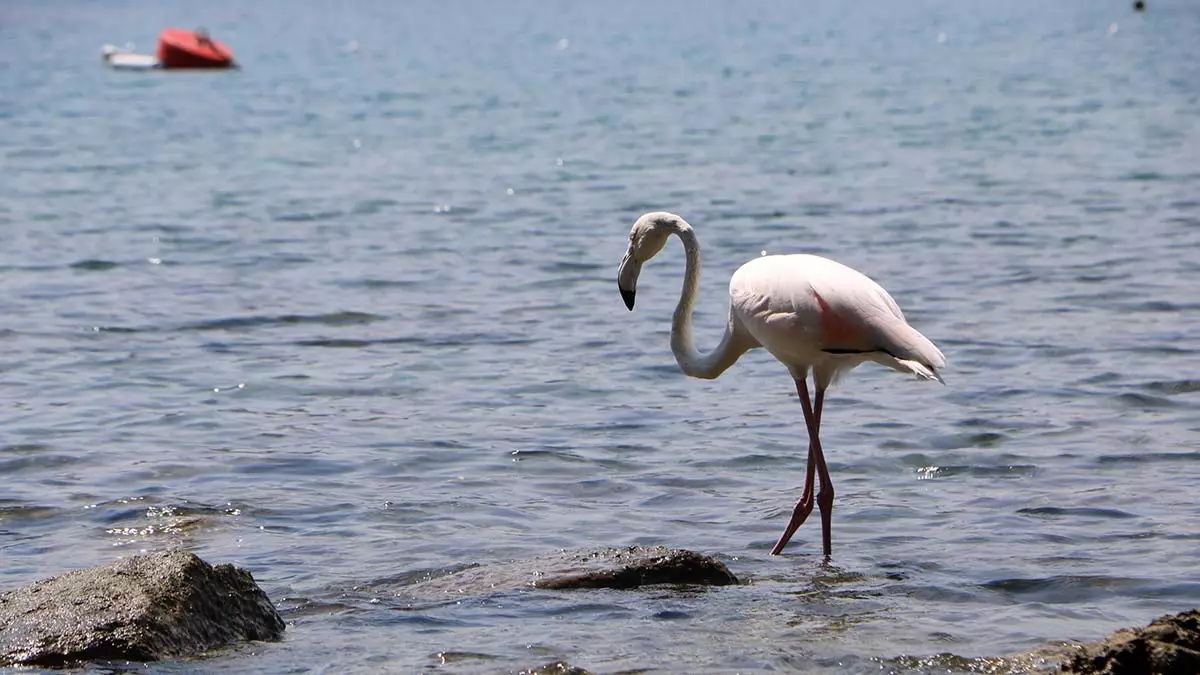 Phaselis antik kentinde flamingo surprizi 1 - yerel haberler - haberton