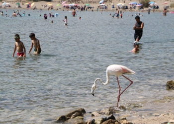 Phaselis Antik Kenti'nde flamingo sürprizi