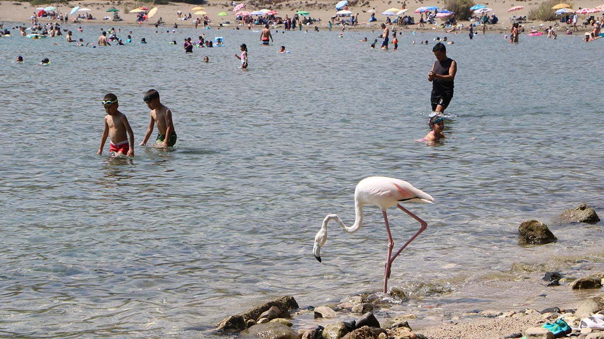 Phaselis Antik Kenti'nde flamingo sürprizi