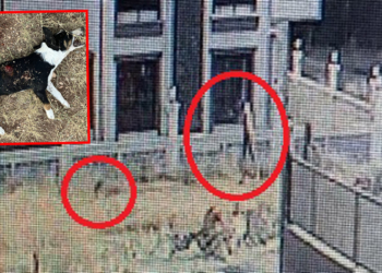 Pompalı tüfekle yavru köpeği öldürdü