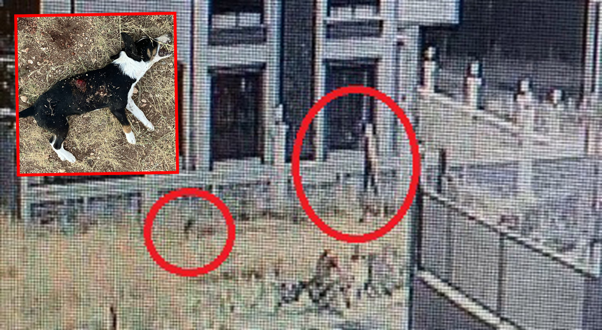 Pompalı tüfekle yavru köpeği öldürdü