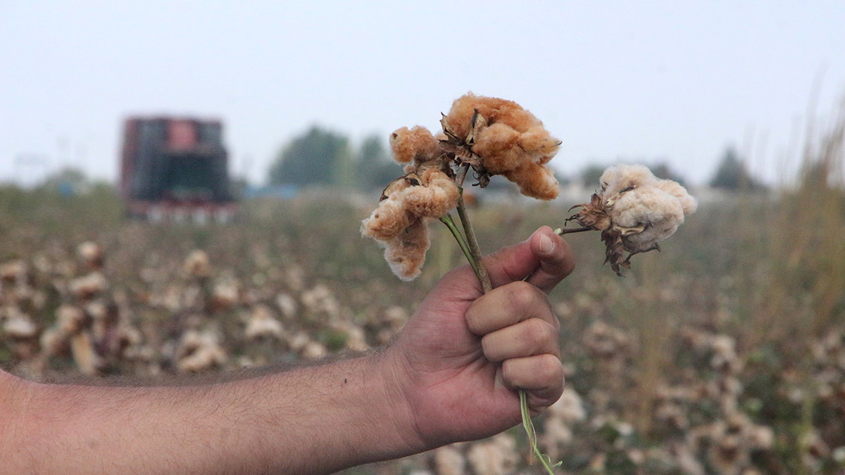 Renkli pamuklarda hedef, Avrupa ve ABD markaları