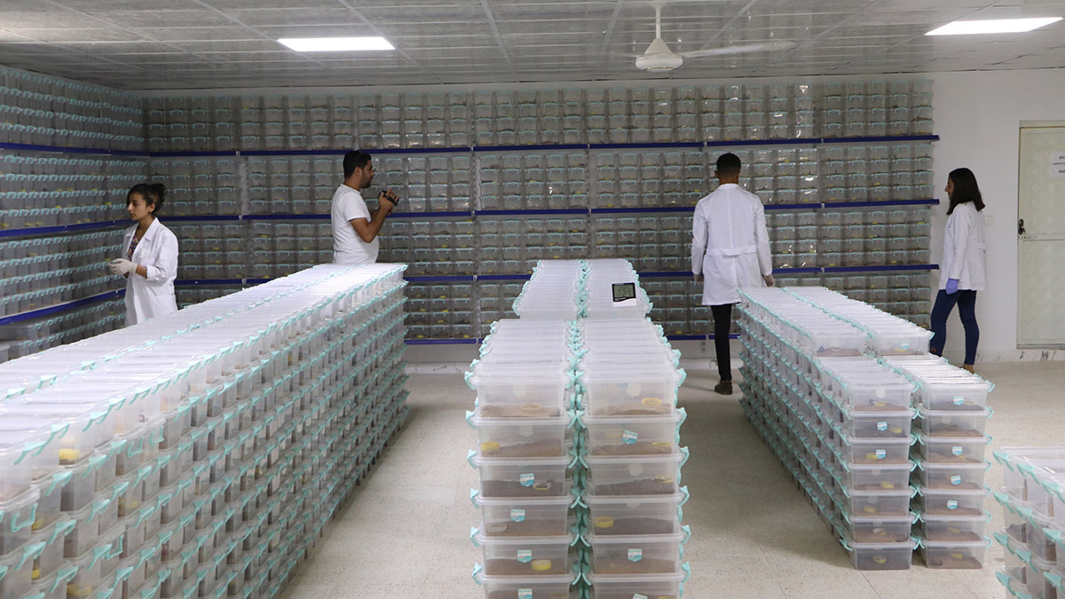 Şanlıurfa'da 'akrep çiftliği'