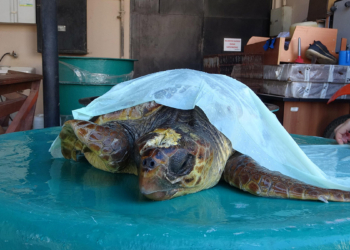 Saros Körfezi kıyılarında caretta caretta artışı