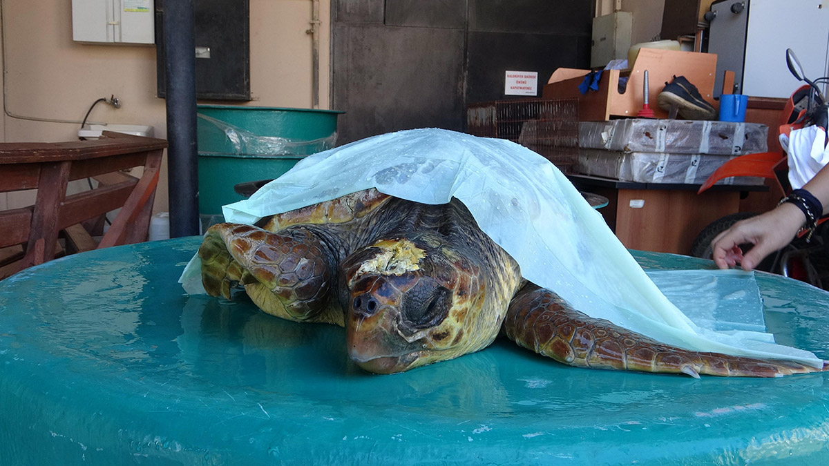 Saros Körfezi kıyılarında caretta caretta artışı