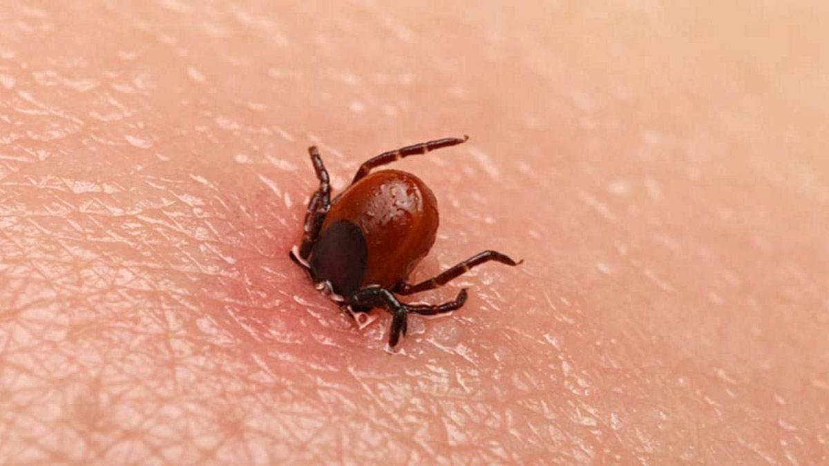 Sivas'ta KKKA aşısında 'müjde' yolda