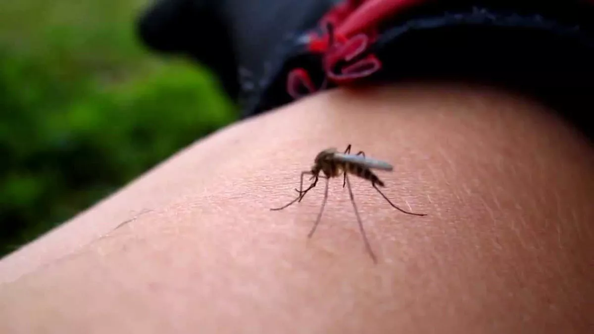 Sivrisineklerin insanı ısırmasının önüne geçilebilir