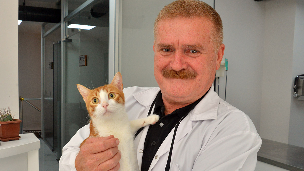 Sokak hayvanlarına trafik sigortası talebi