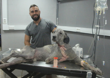 Sokak hayvanlarının tedavisi için ücretsiz klinik açtı
