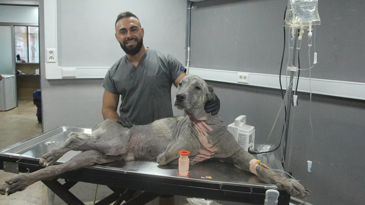 Sokak hayvanlarının tedavisi için ücretsiz klinik açtı