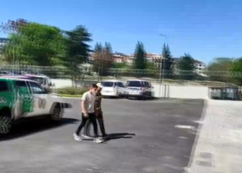 Sokak kedisini öldüren pitbullun sahibine para cezası