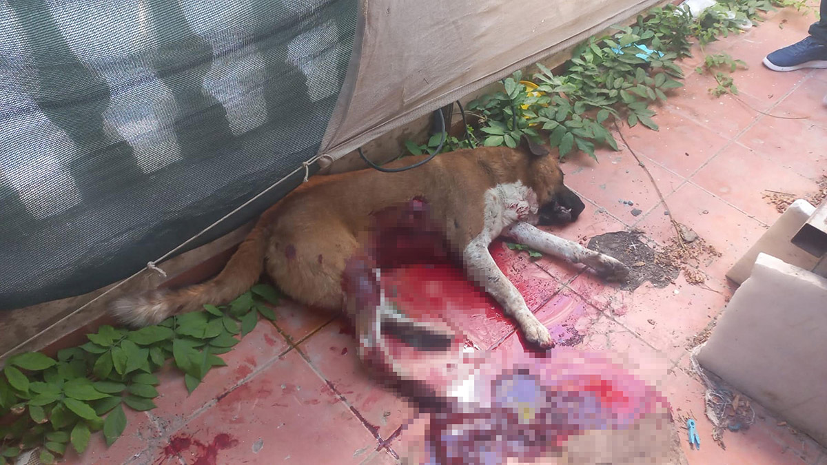 Sokak köpeği Boris'i bıçaklayarak öldürdü