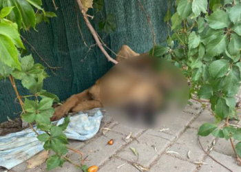 Sokak köpeği Cesur'un zehirlendiği iddiası