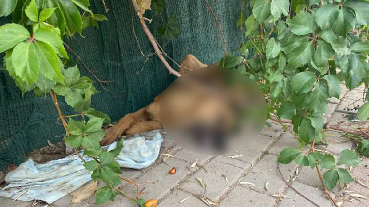 Sokak köpeği Cesur'un zehirlendiği iddiası