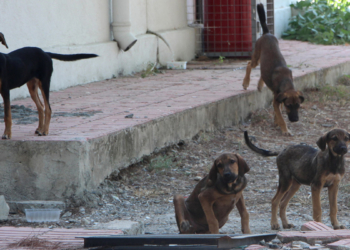 Sokak köpekleri için plastik atıklı yiyecek tehlikesi