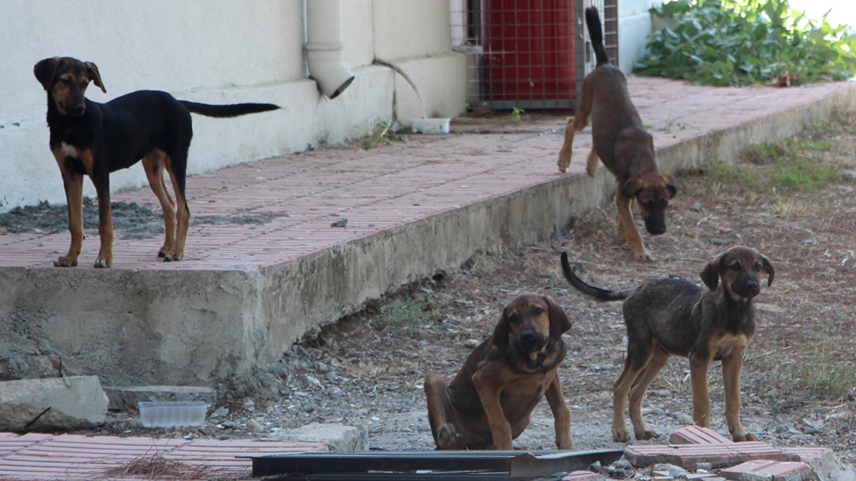 Sokak köpekleri için plastik atıklı yiyecek tehlikesi