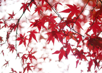 Sonbahar'a hazır mısın?