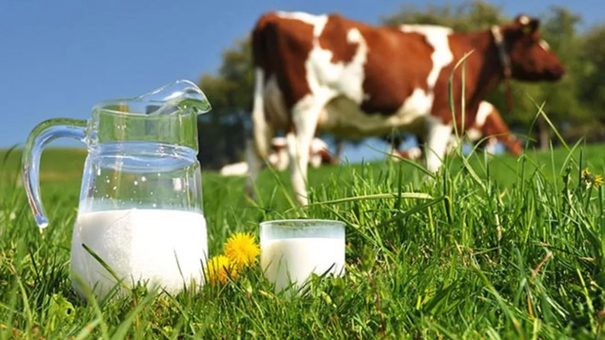 Tüi̇k'ten temmuz ayı süt üretimi verileri