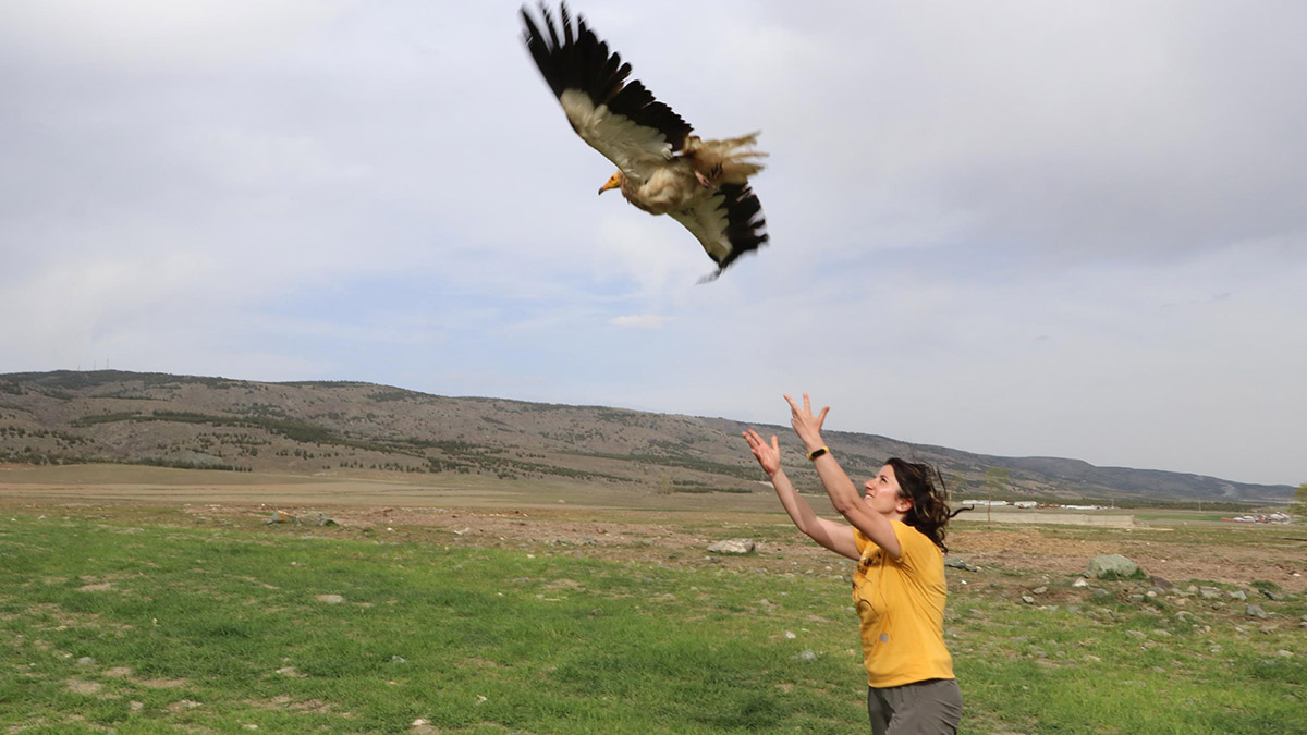 Takip edilen akbabaların göç rotası ortaya çıkarıldı