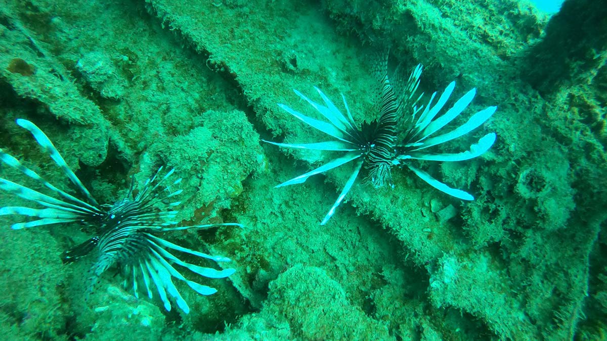 Tarihi batık St Didier'e istilacı türler yerleşti