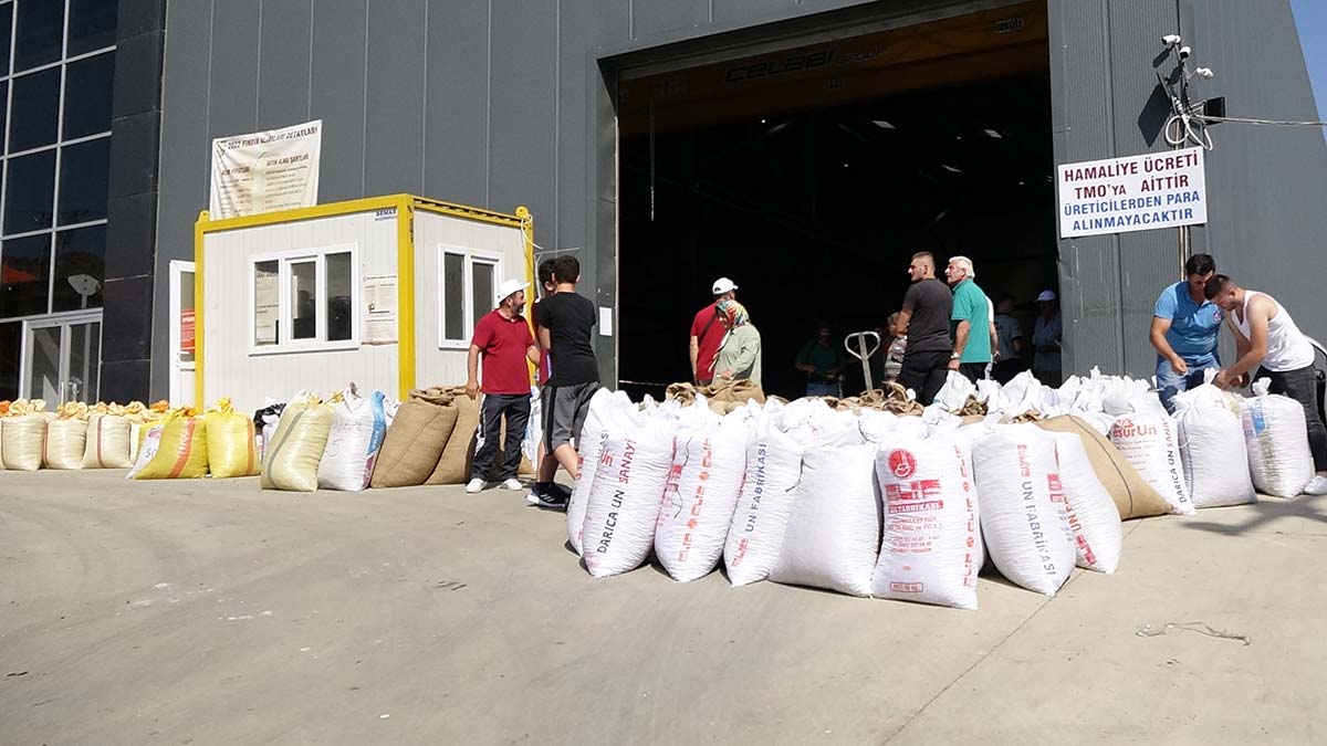 Trabzon'da fındık alımı rötarlı başladı