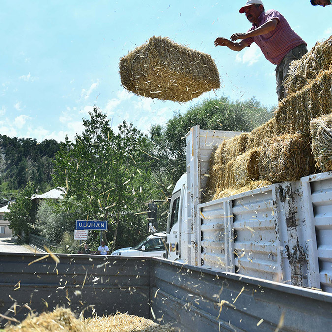 Üreticiye kaba yem desteği
