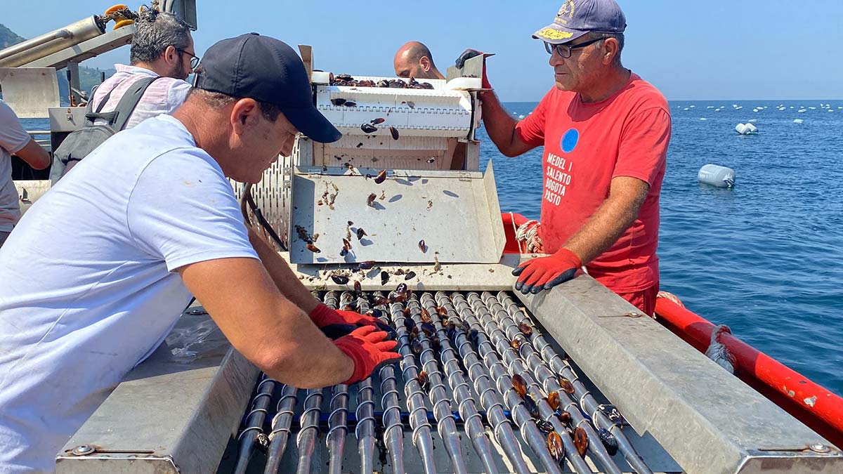 Yalova'da Akdeniz midyelerinin hasadı başladı