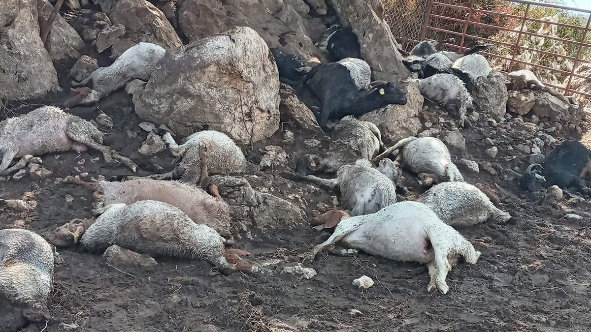 Yıldırım düşen ağılda 38 koyun öldü