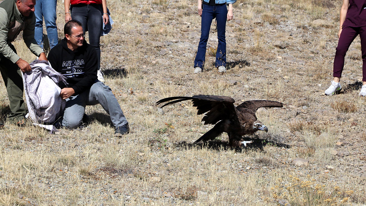 Zehirlenen kara akbaba, tedavi edildi