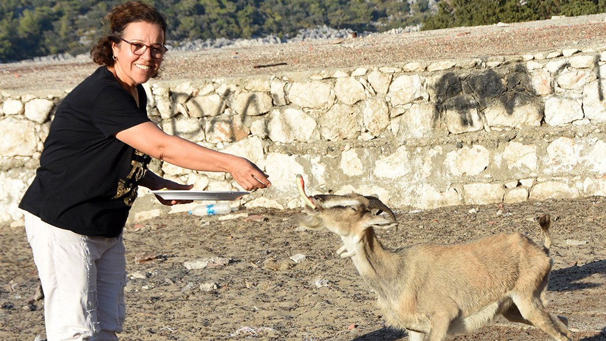 Aşırlı Adası dağ keçilerinin yuvası