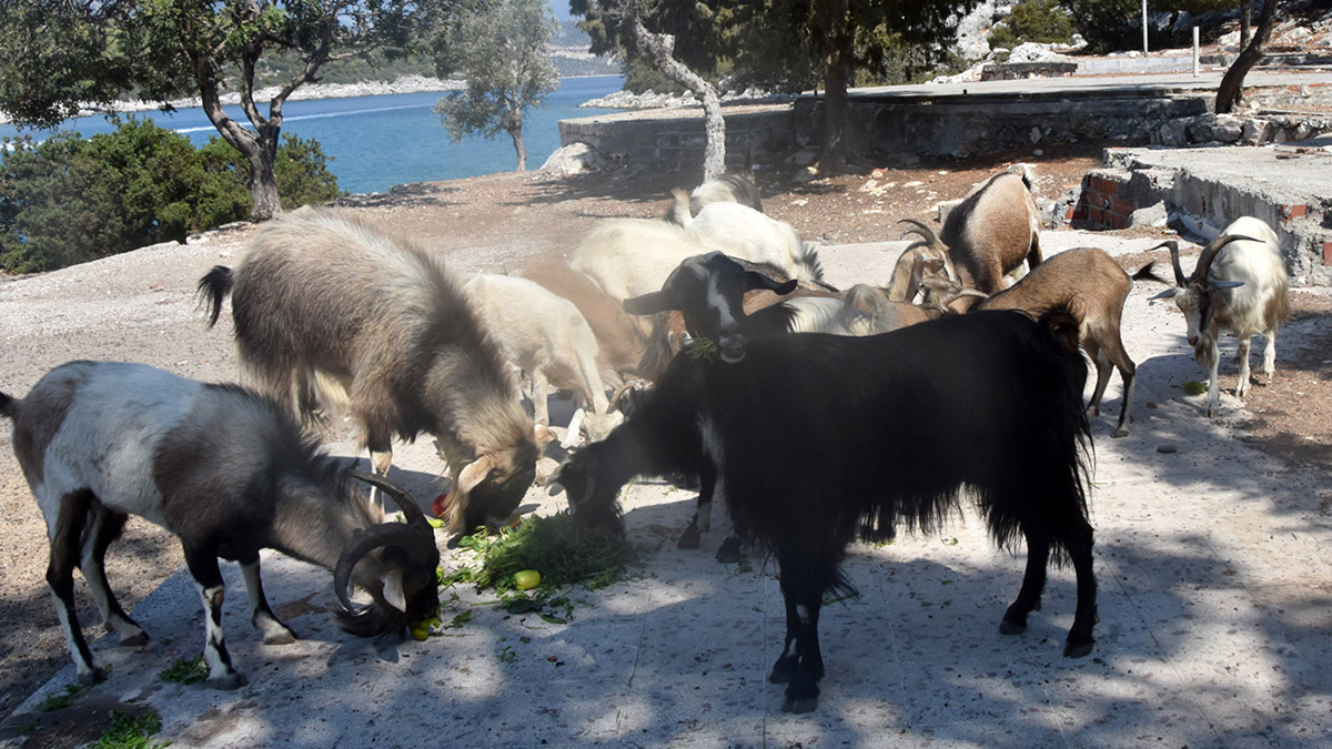 Aşırlı Adası dağ keçilerinin yuvası