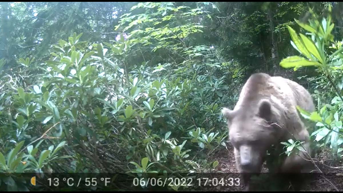 Bozayı yüzünden teleskop aldı
